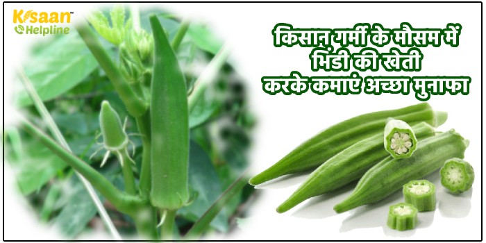 किसान गर्मी के मौसम में भिंडी की खेती करके कमाएं अच्छा मुनाफा